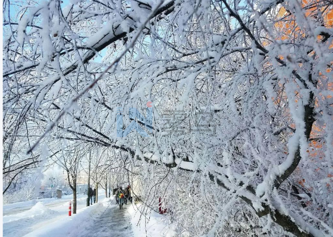 北京公园冬季树挂人造系统
